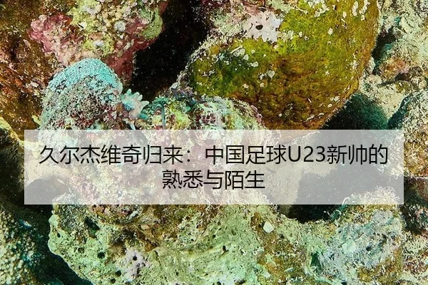 久尔杰维奇归来：中国足球U23新帅的熟悉与陌生